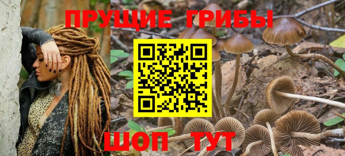 Псилоцибиновые грибы Psilocybine cubensis Лосино-Петровский